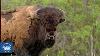 Buffalo Head Mount/taxidermy/bison/real 1