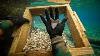 Rare! 4.12 New Caledonia Megalodon Shark Tooth Teeth Fossil Sharks Pacific Jaws